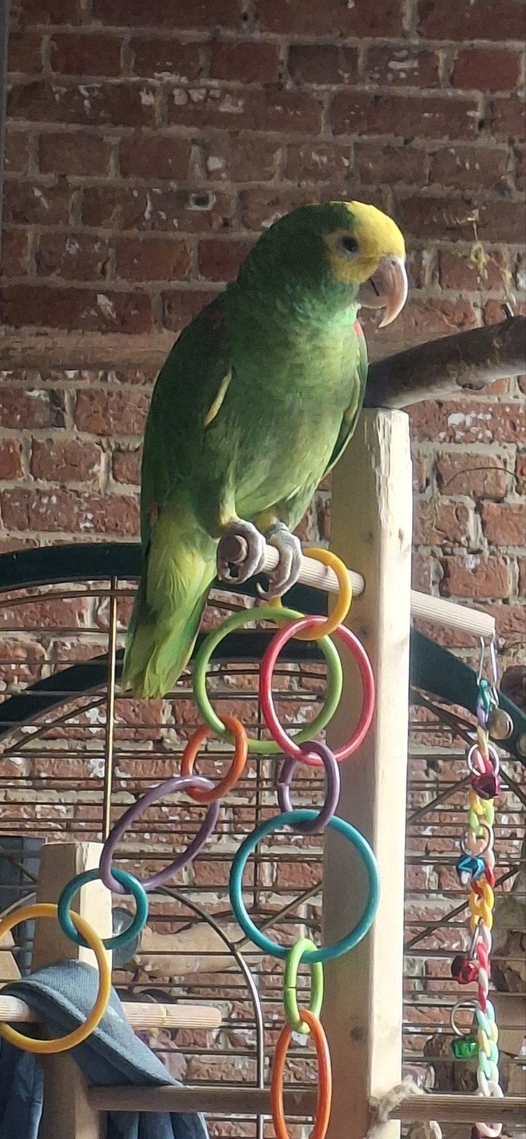 Dubbel geelhoofd amazone handtam, Dieren en Toebehoren, Mannelijk