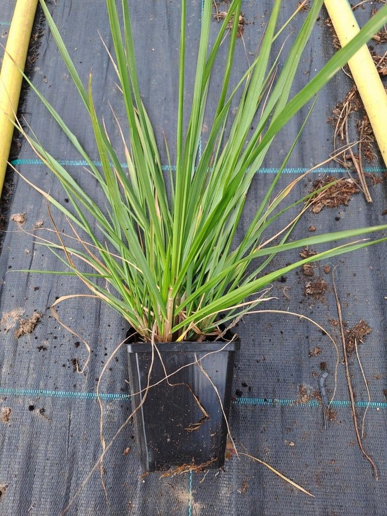 Pennisetum Hameln, Tuin en Terras, Planten | Tuinplanten, Ophalen