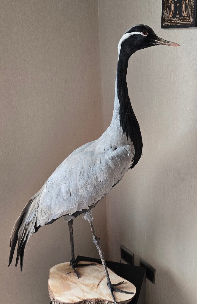 opgezette dieren en vogels: kippen, steltkluut, struisvogels, Verzamelen, Ophalen of Verzenden, Nieuw, Boerderijdier, Opgezet dier