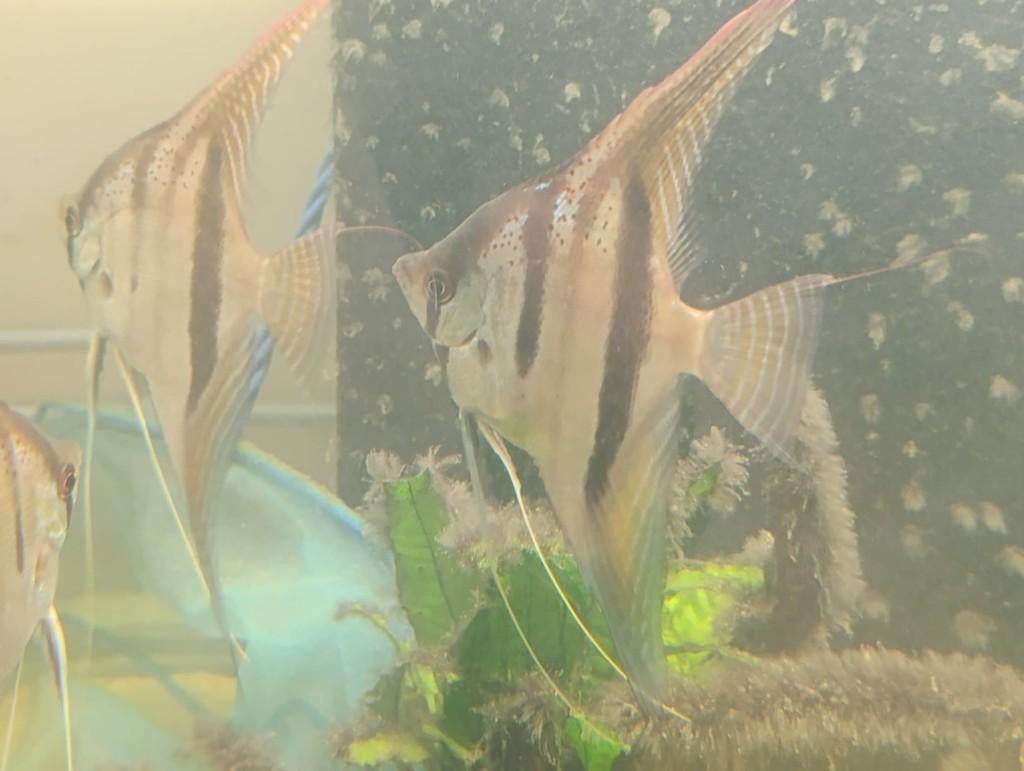Cichlides - Scalaire Santa Isabel PROMO, Poisson, Poisson d'eau douce
