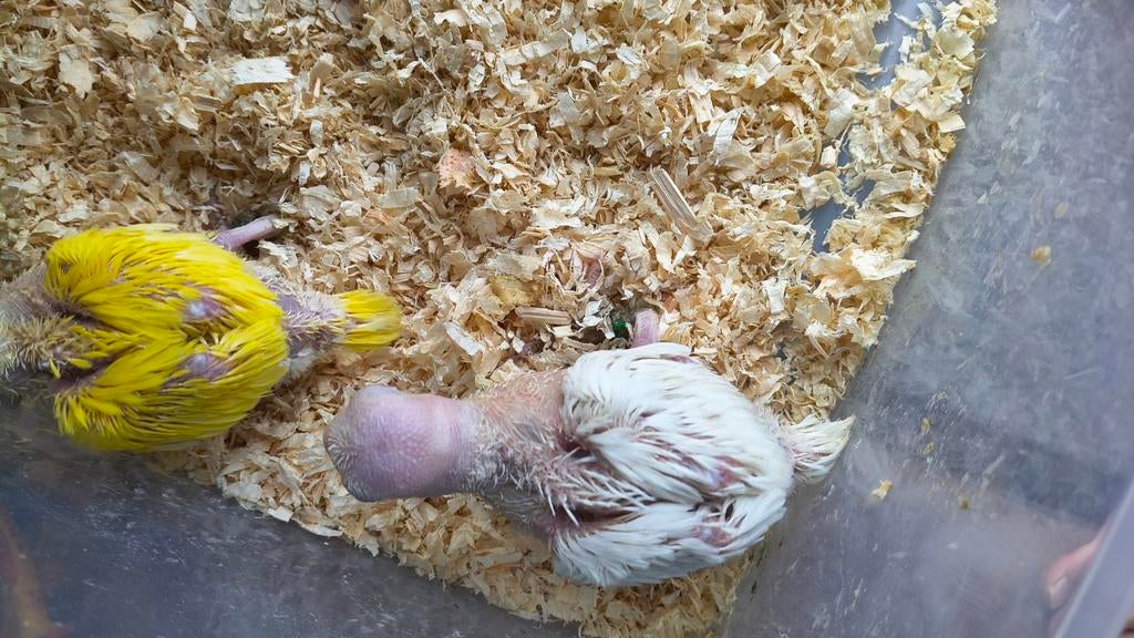 Halsband parkiet, Dieren en Toebehoren, Geslacht onbekend, Parkiet, Geringd