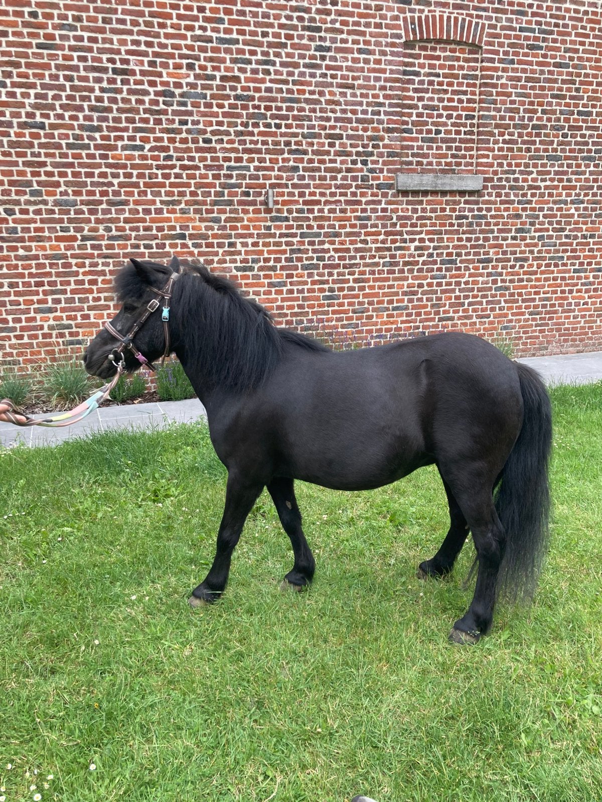 Jument Shetland 103cm, Animaux & Accessoires, Poneys, Vermifugé, 11 ans ou plus, Poney de récréation, Poney A (jusqu'à 1.17 m)