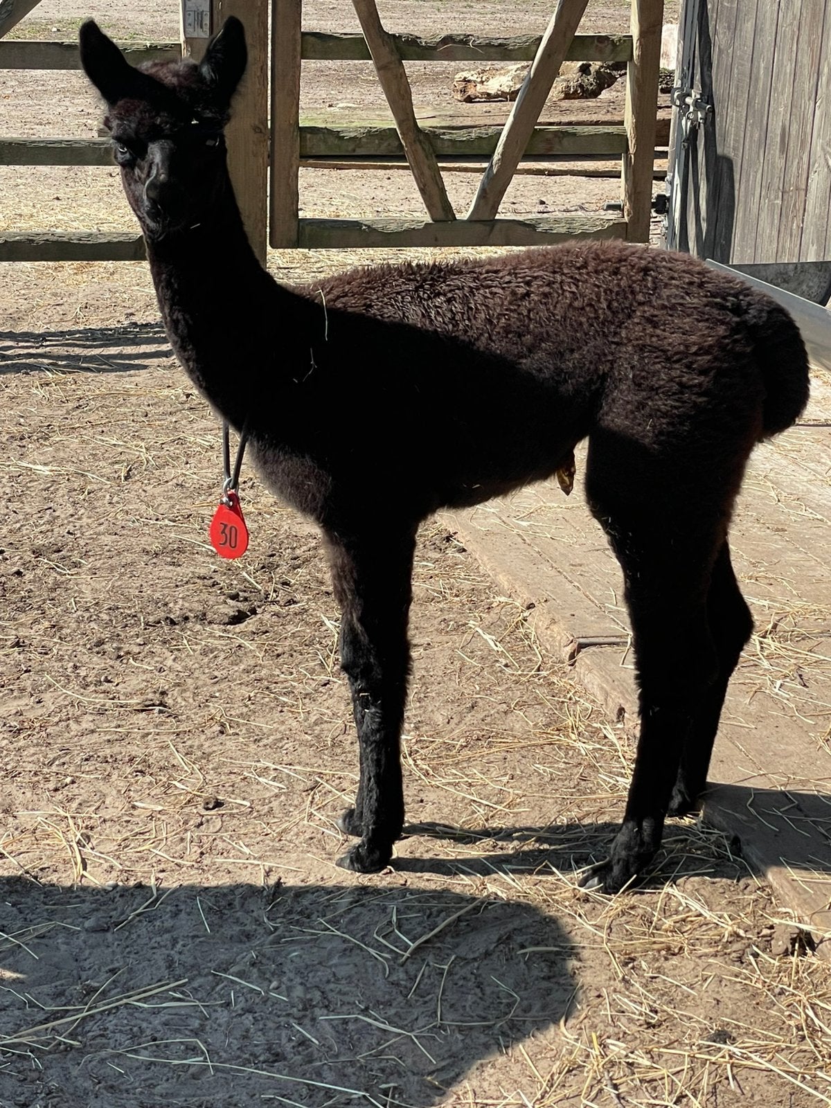 Alpaca Merrie zwart, Juin, Femelle