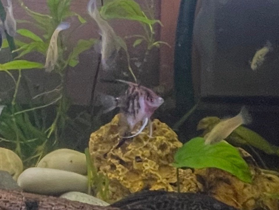 3 poissons a donner, Poisson
