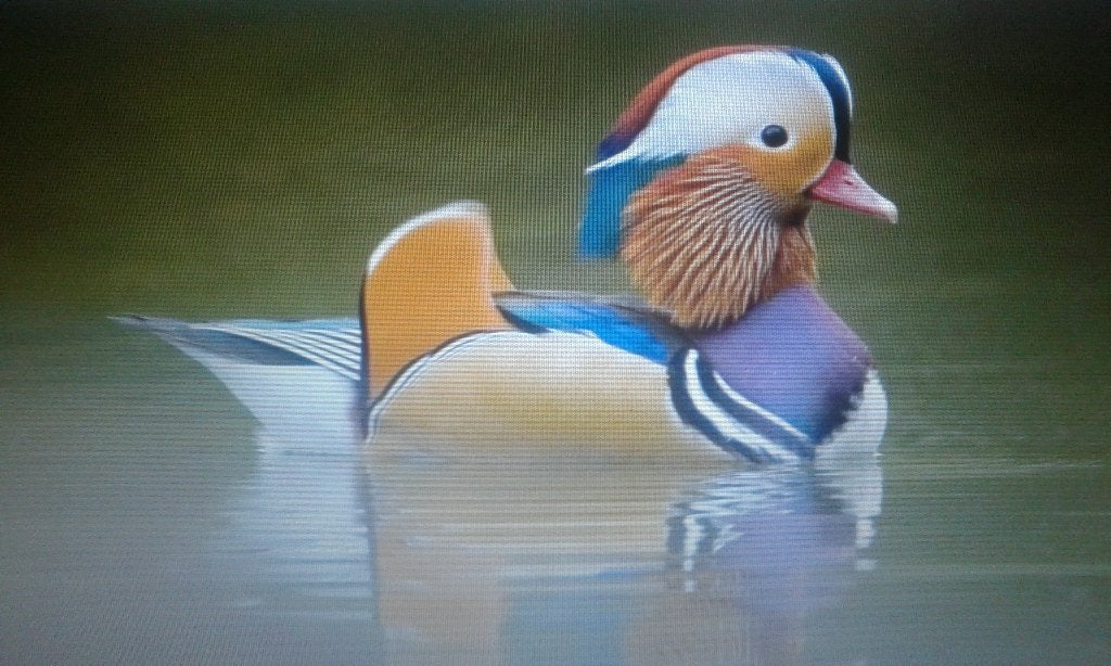 mandarijneend/ siereenden, Dieren en Toebehoren, Pluimvee
