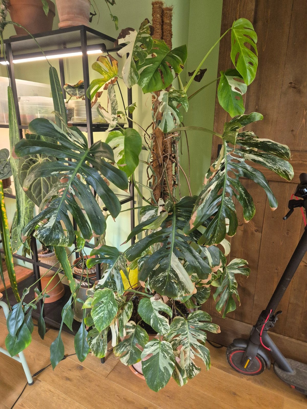 Zeer grote monstera variegata., Enlèvement