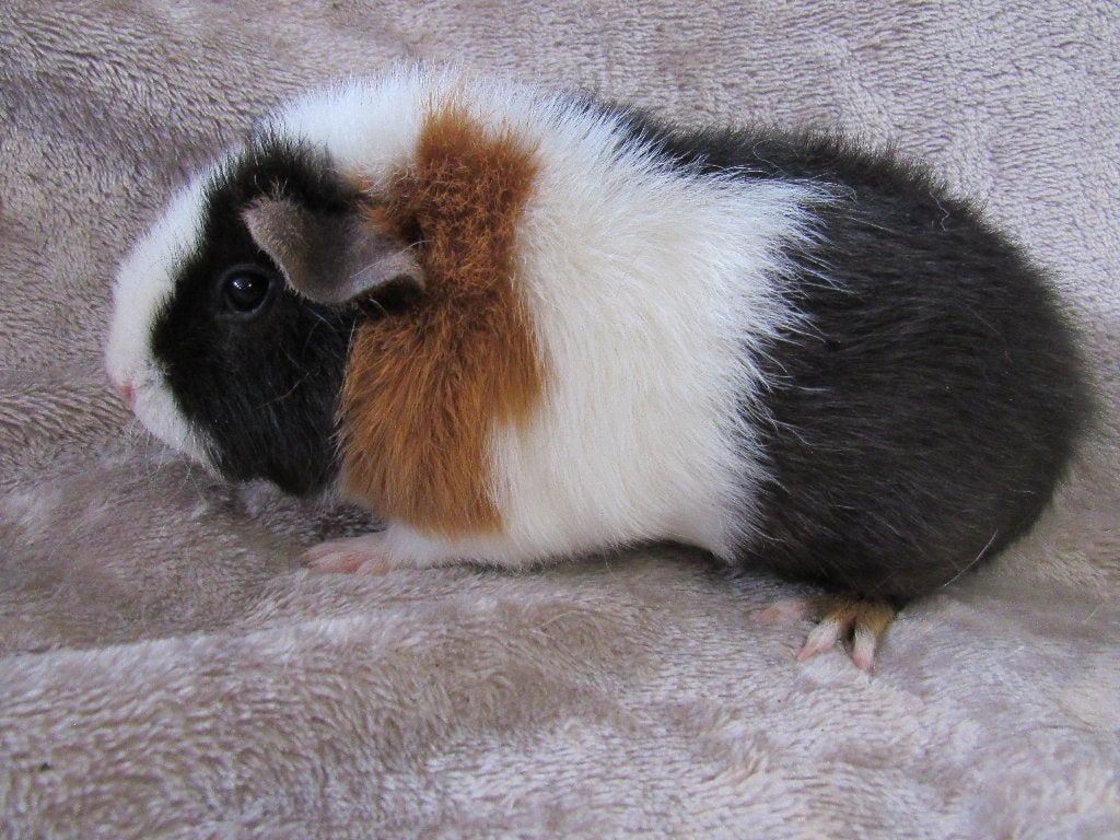 US teddy zeugen, Animaux & Accessoires, Rongeurs, Femelle, Cobaye, Mai