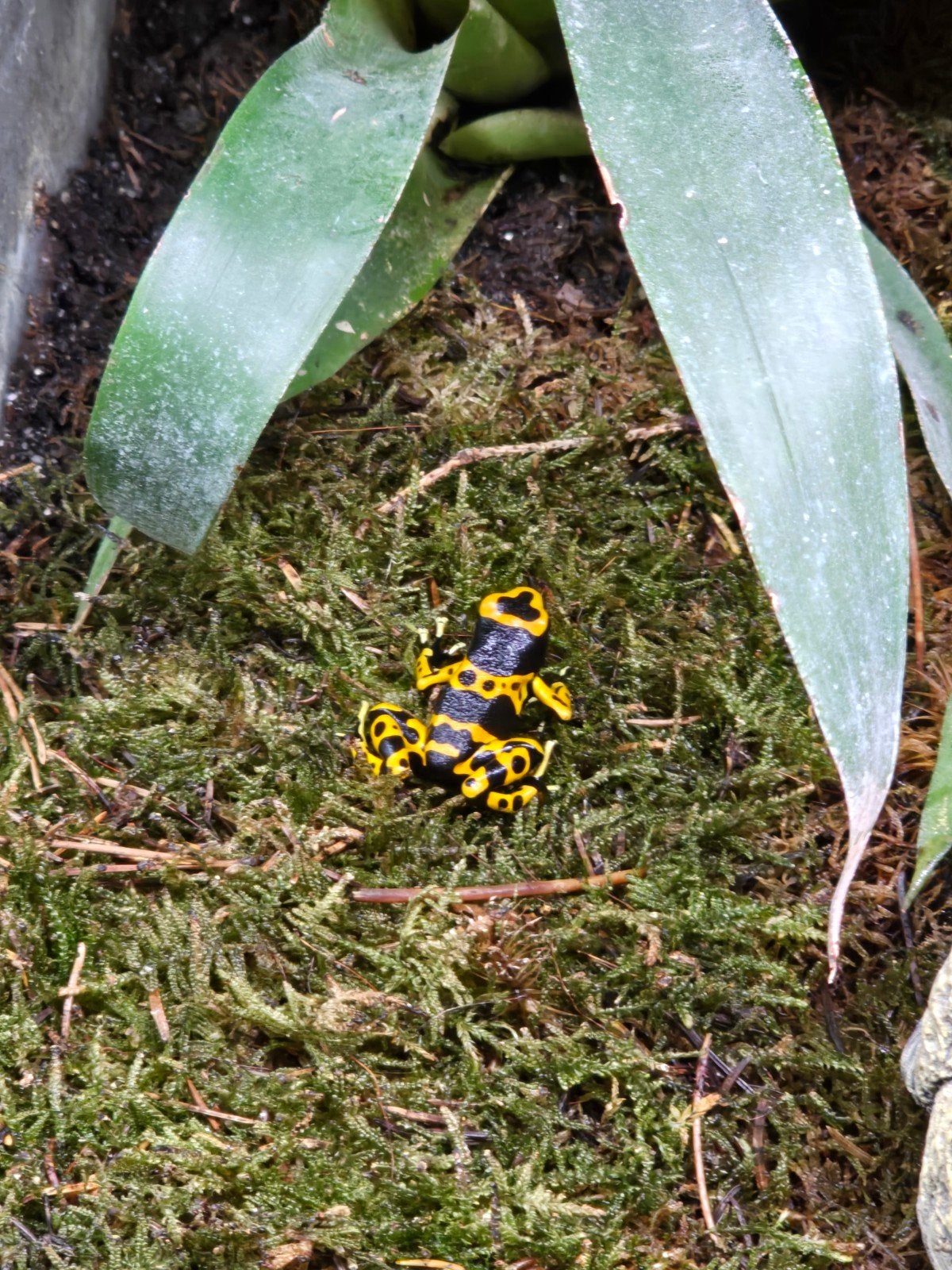 Dendrobates leucomelas nk 2025, Amphibien