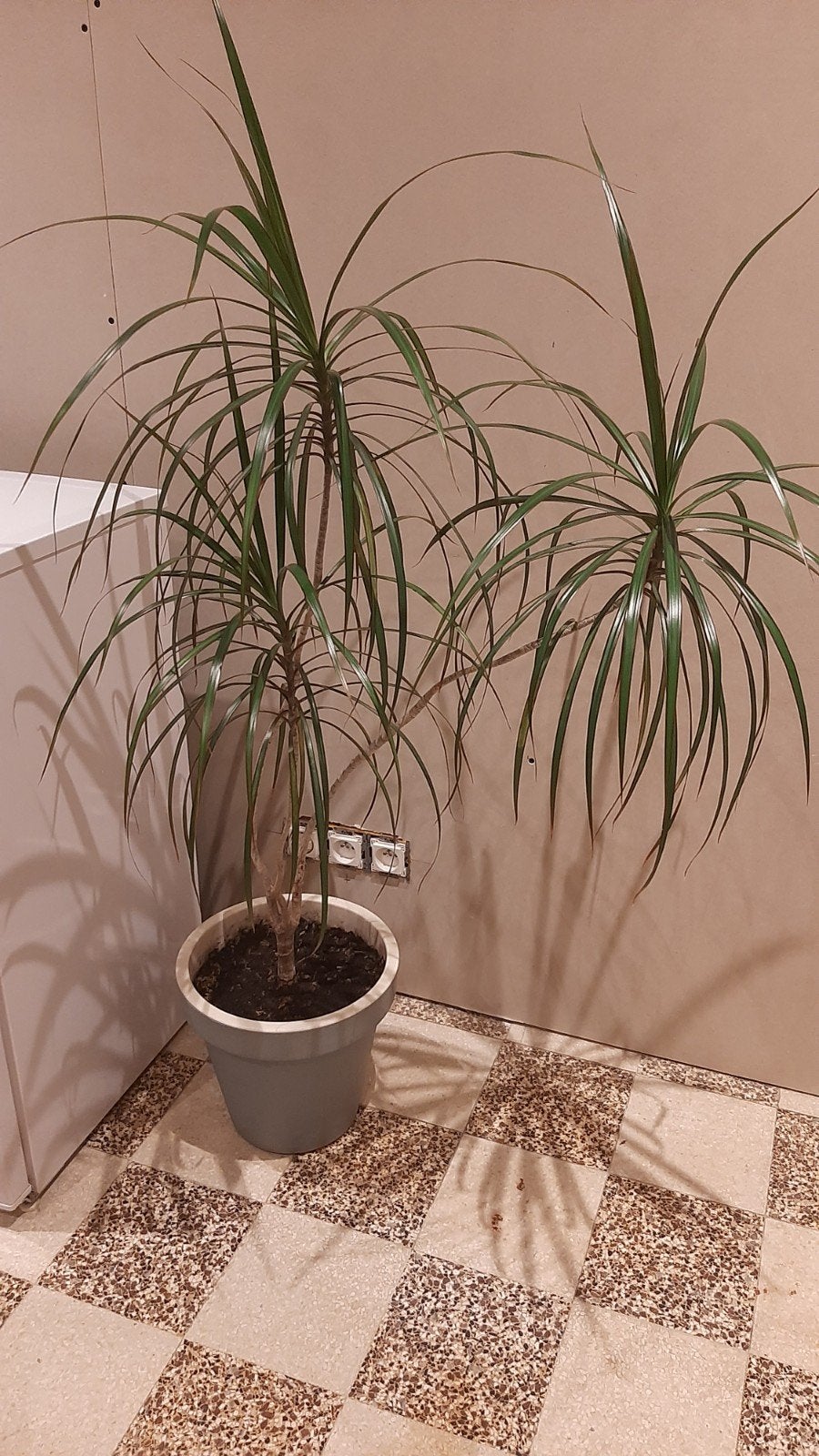 plante de DRACAENA, Maison & Meubles, Plantes d'intérieur, Enlèvement