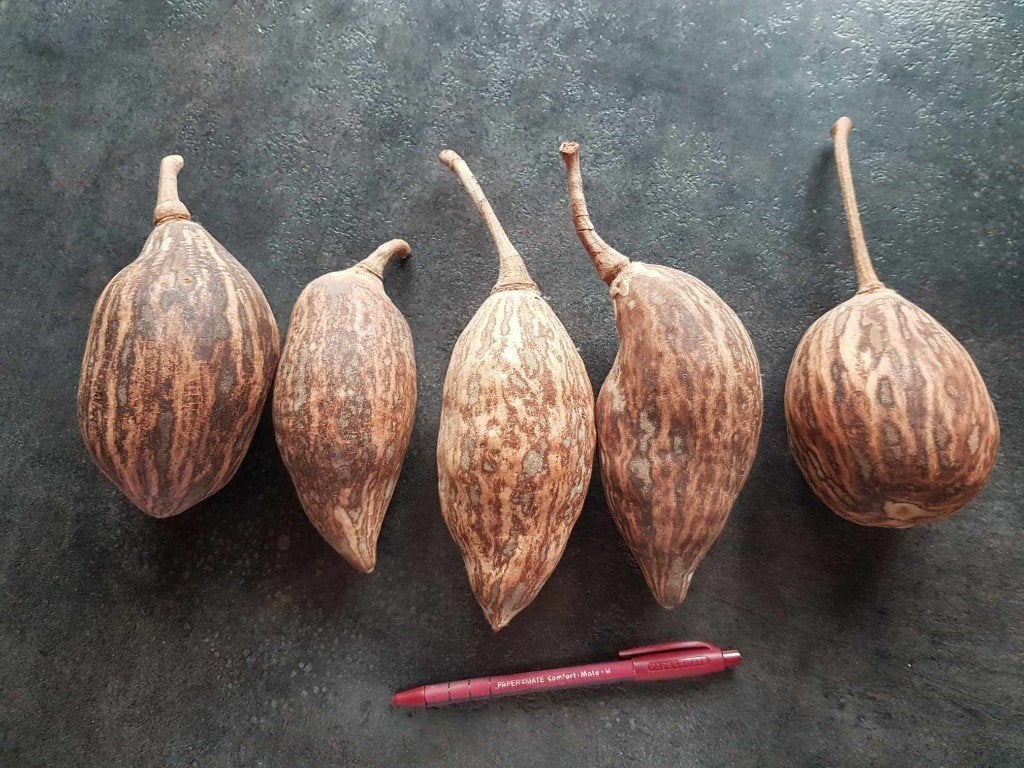 Lot 5 gros fruits secs cabosses, Enlèvement, Comme neuf