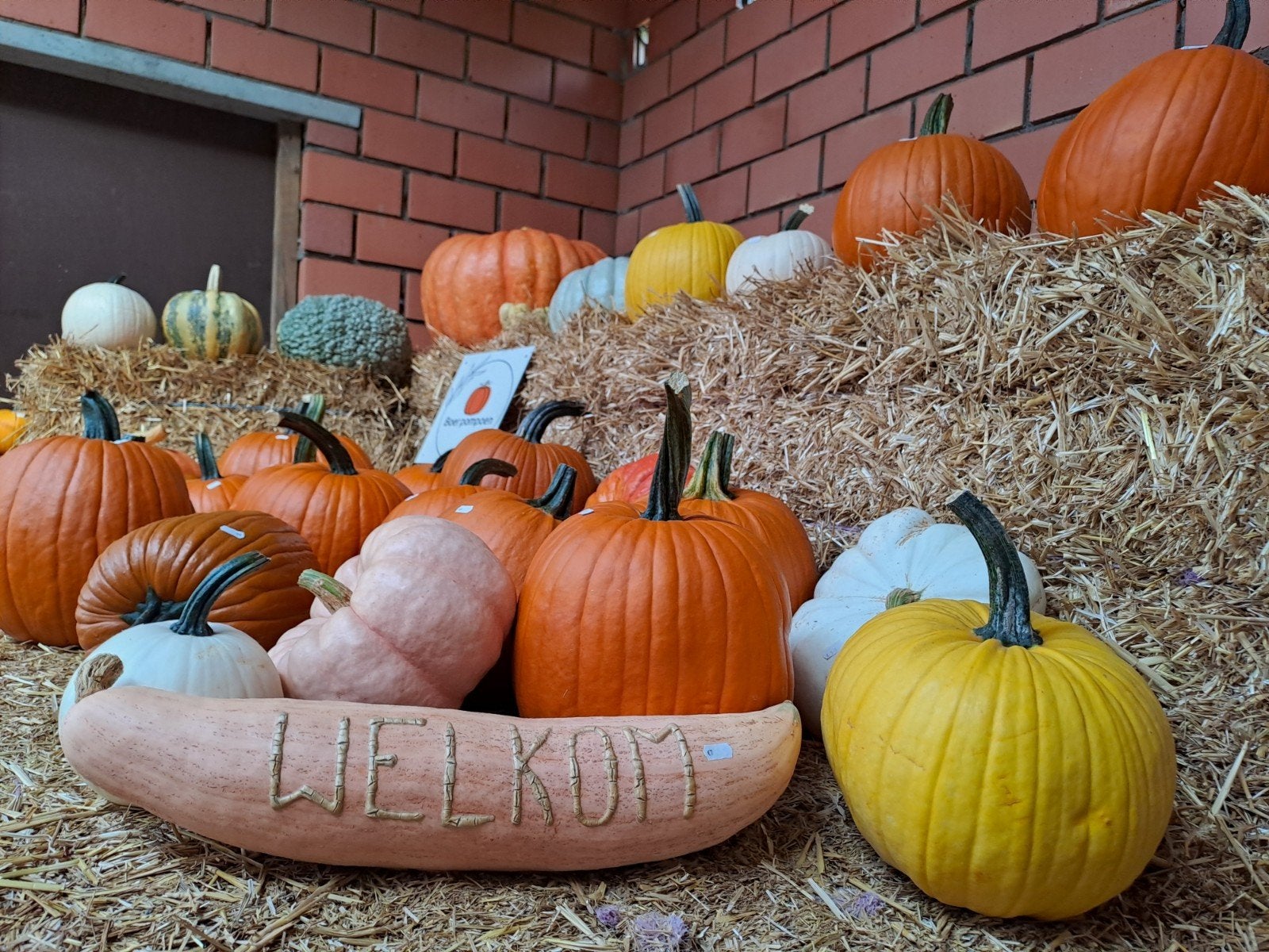poempoenen, sierfruit, kalebas, pompoen, Enlèvement