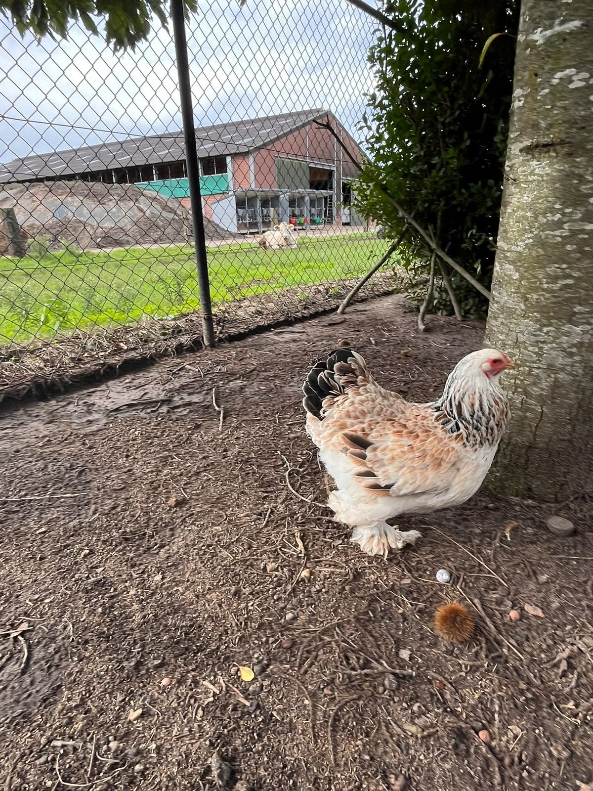 foktoom brahma zalm, Dieren en Toebehoren, Meerdere dieren, Kip