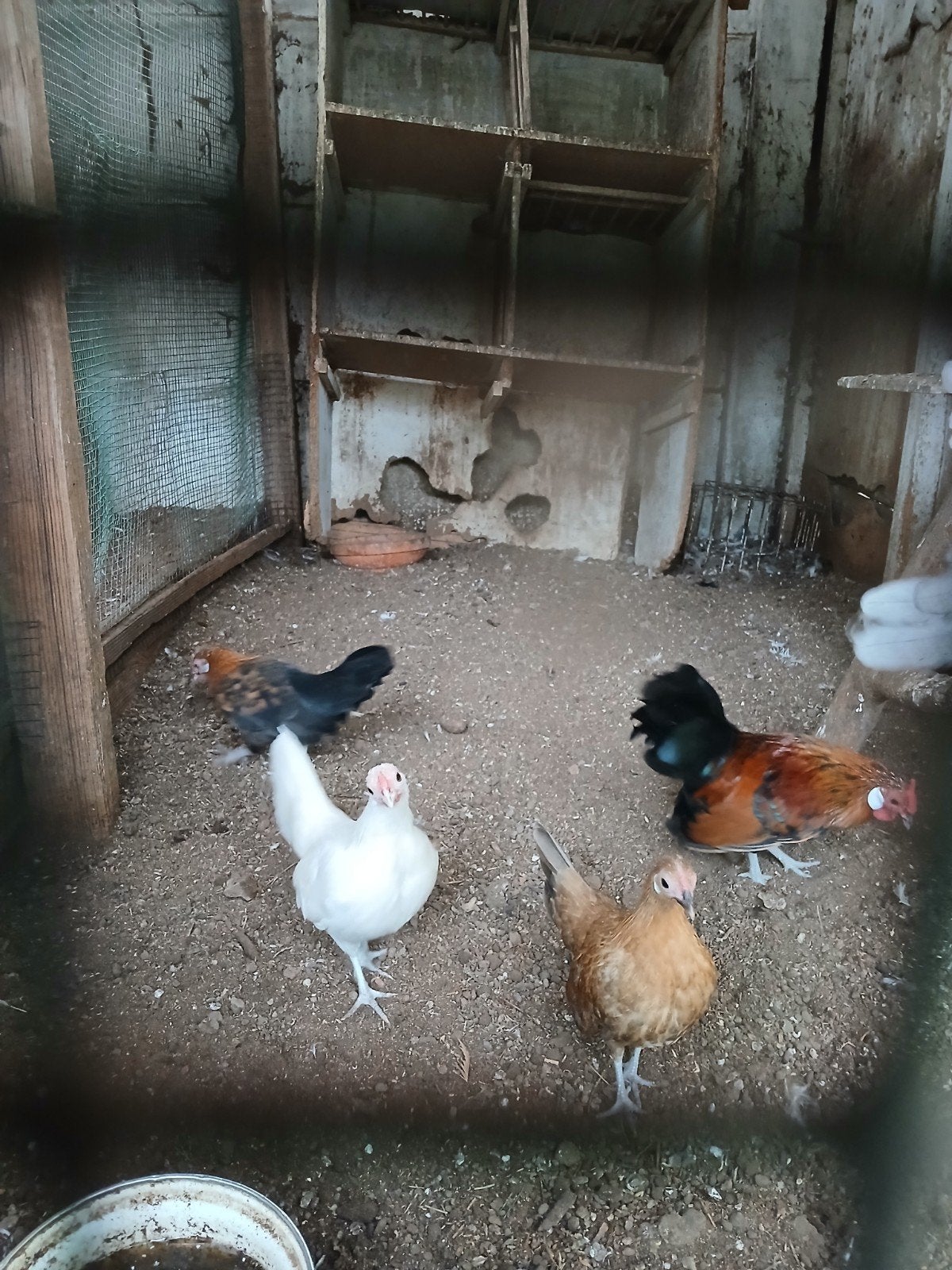 kriel kippen henntjes 15 euro haantjes 5 euro