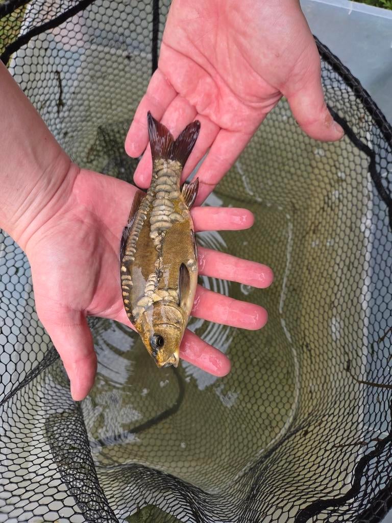 Mooie spiegelkarper/koi 20 cm – eigen kweek