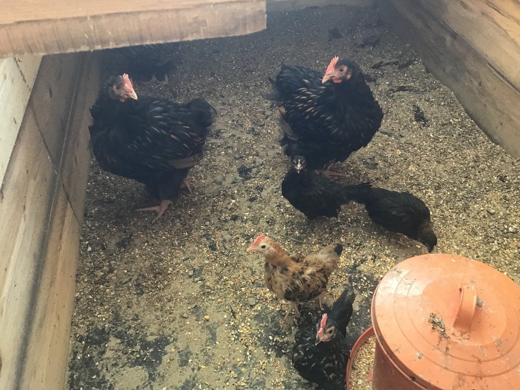 2 jonge orpington goud zwartgezoomd, Dieren en Toebehoren, Mannelijk, Kip