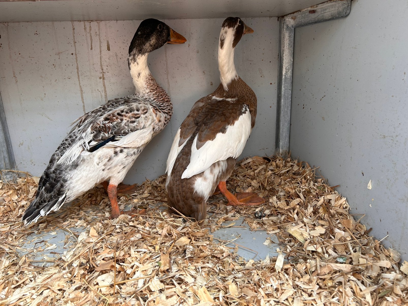 2 Koppels loopeenden, Plusieurs animaux, Canard