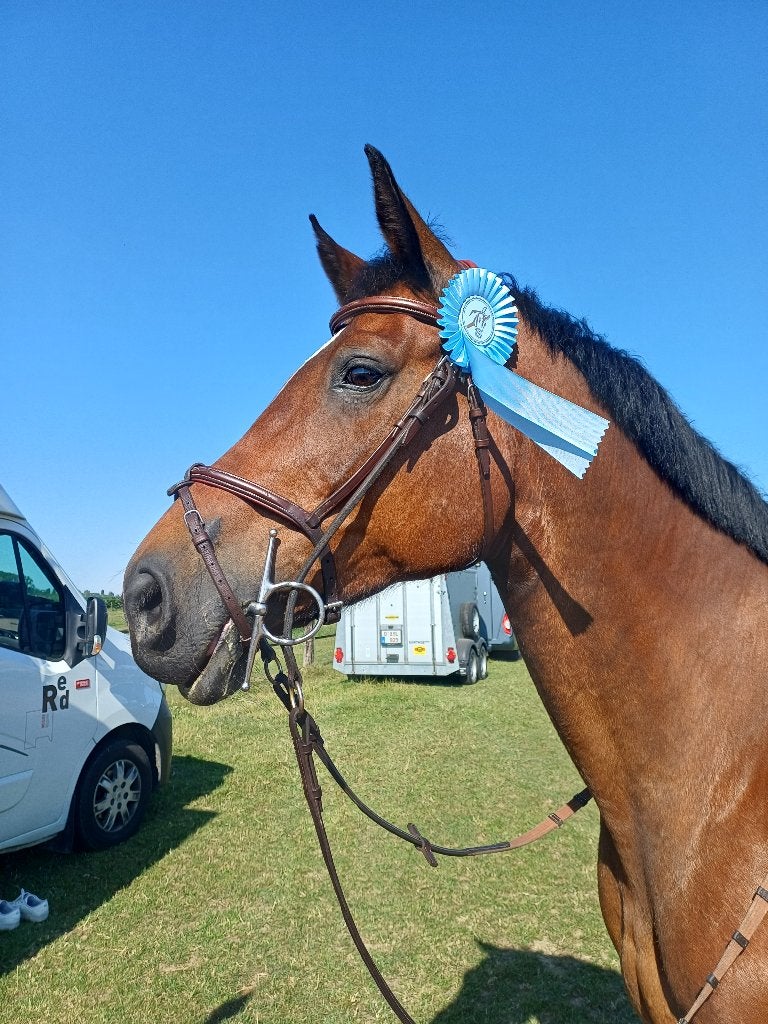 Betrouwbare springmerrie  2011, 11 ans ou plus, M, 165 à 170 cm, Avec pedigree