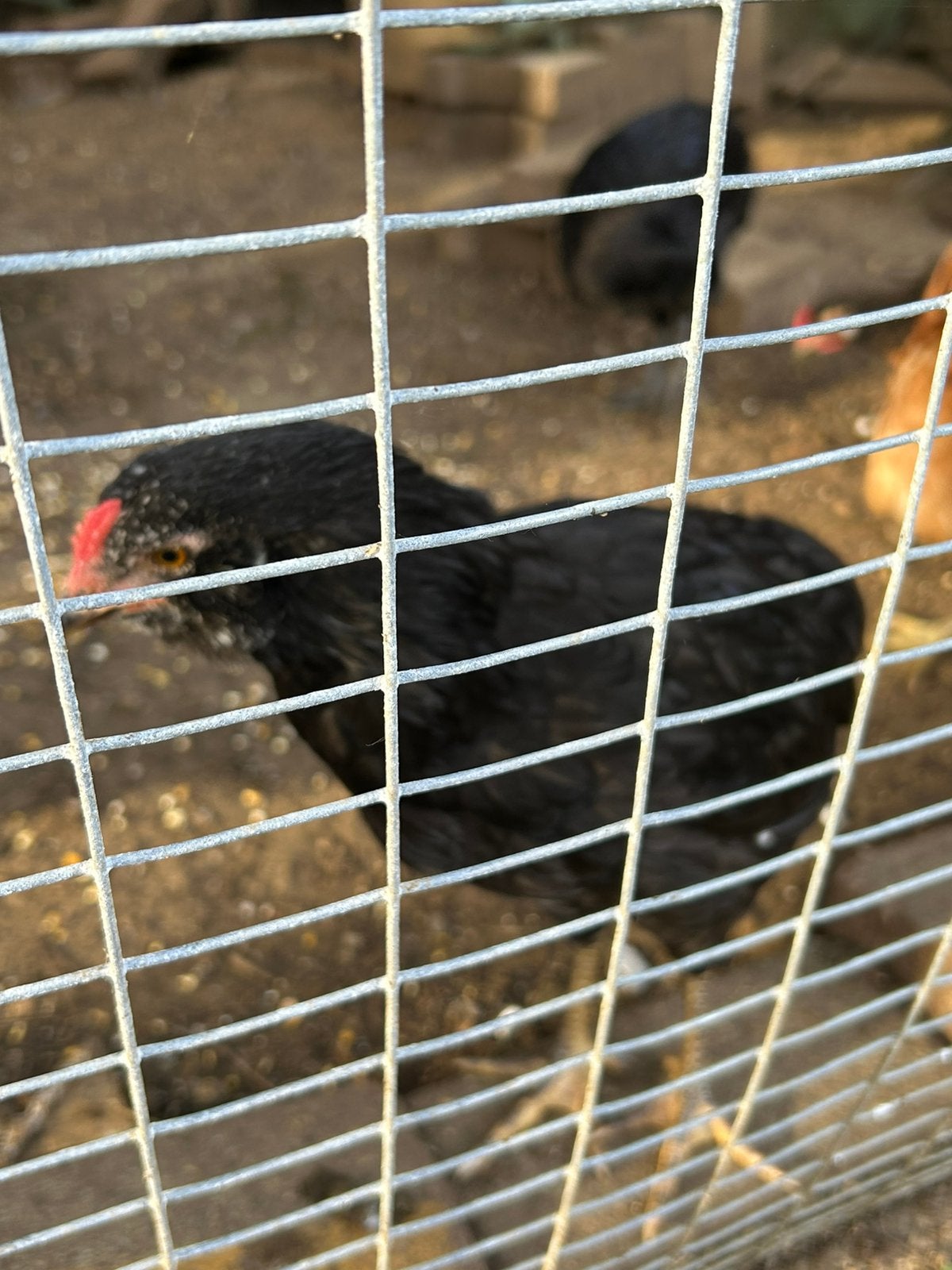 Araucana - bonte leghorn kruising haantje, Mannelijk, Kip