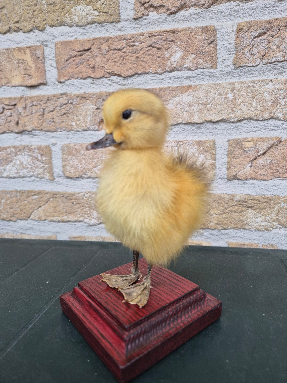 Taxidermie  opgezet eendekuiken, eend., Verzamelen, Verzenden