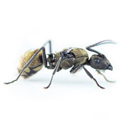 Polyrhachis plonge 1 reine + 10 ouvrières tisserandes, Animaux & Accessoires, Insectes & Araignées, Fourmis