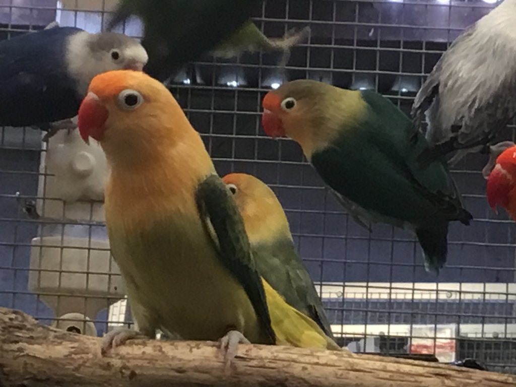 Ficherie, Dieren en Toebehoren