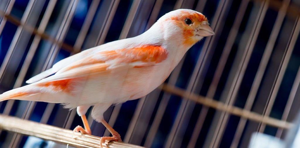 Kanaries, Plusieurs animaux, Canari de couleur