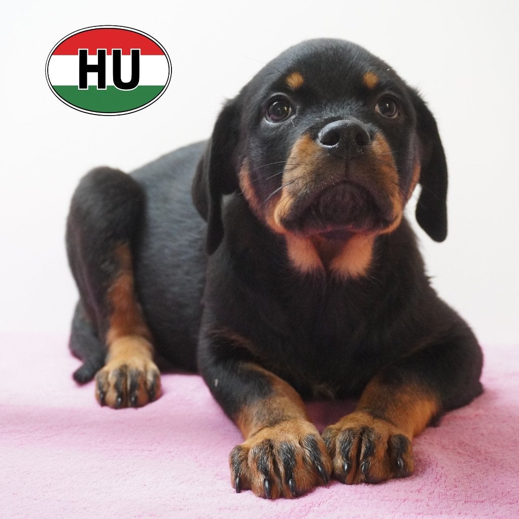 Rottweiler pups - robuuste teefjes te koop, 15 weken tot 1 jaar, Handelaar, Buitenland, Teef