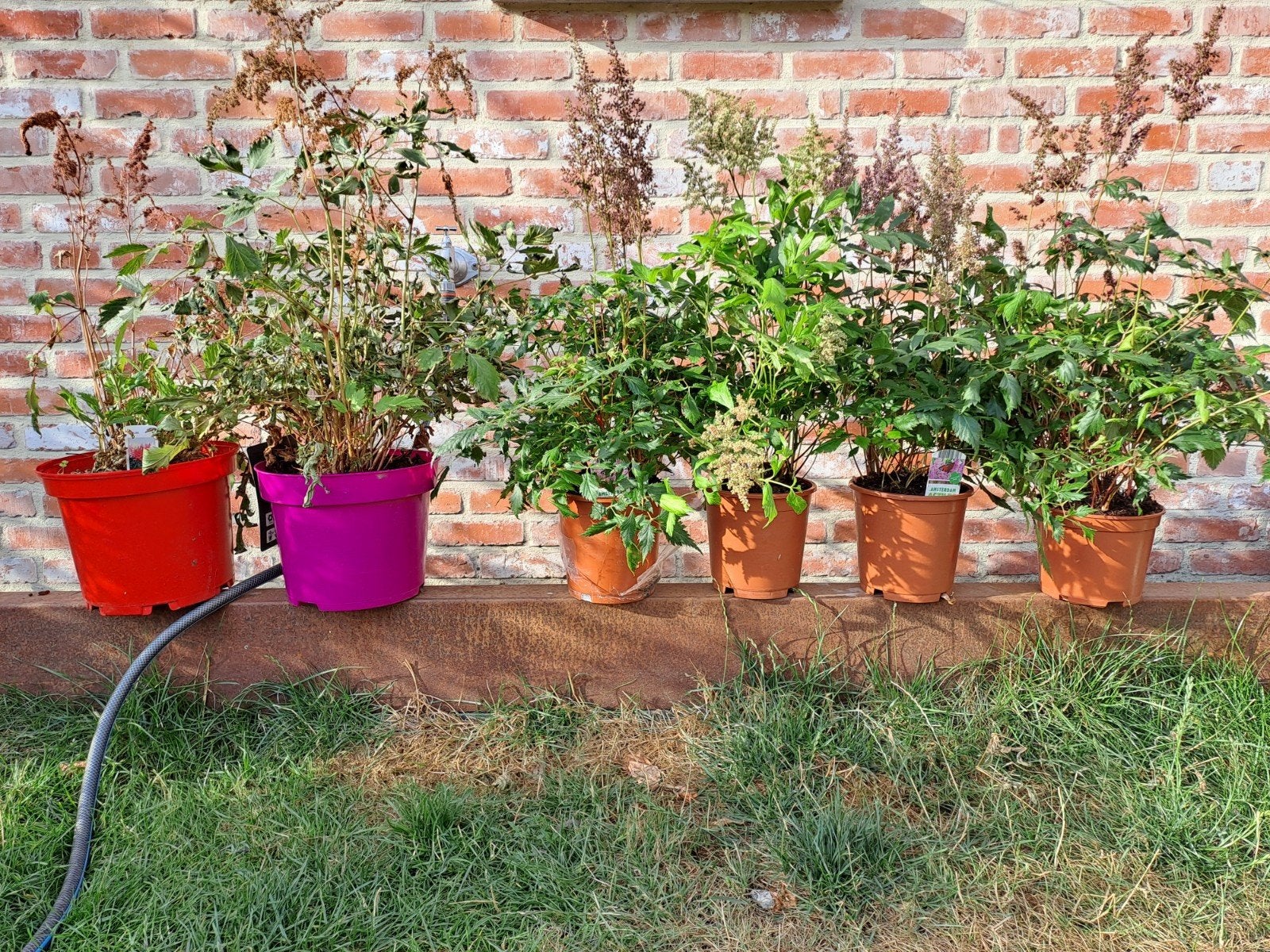 6 astilbe planten, Tuin en Terras, Ophalen