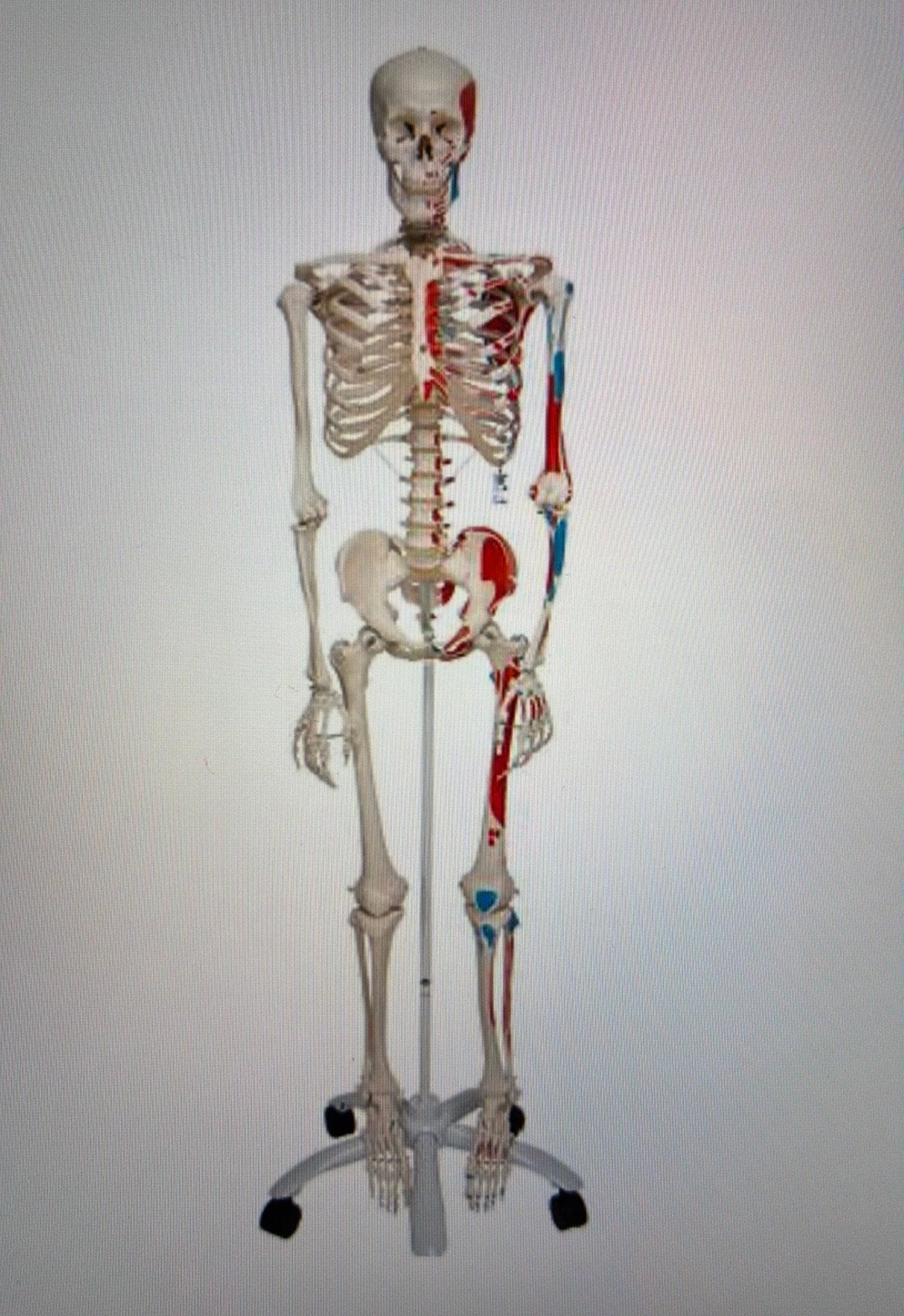 Studie-skeletmodel met geschilderde spieraanhechtingen, Diversen, Schoolbenodigdheden, Zo goed als nieuw, Ophalen