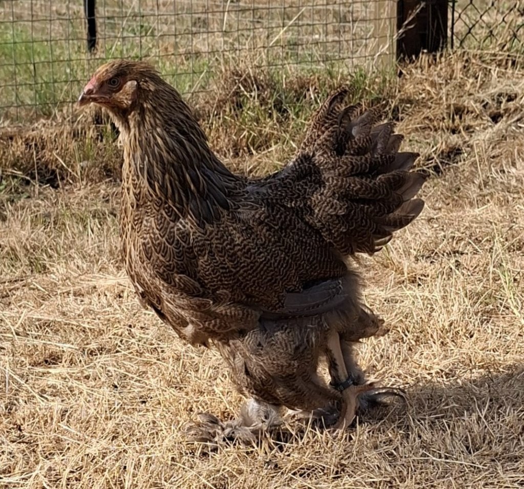 Brahma blauwpatrijs hennentje, Femelle, Poule ou poulet