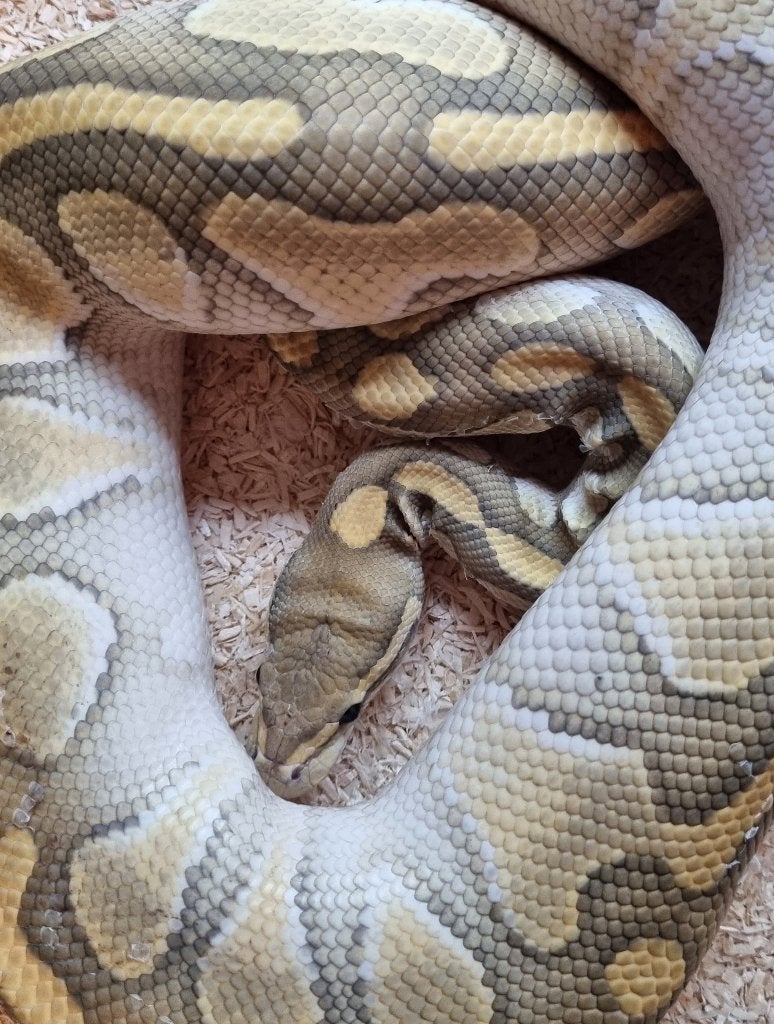 0.1 hypo butter het clown koningspython vrouw Ball Python photo 2