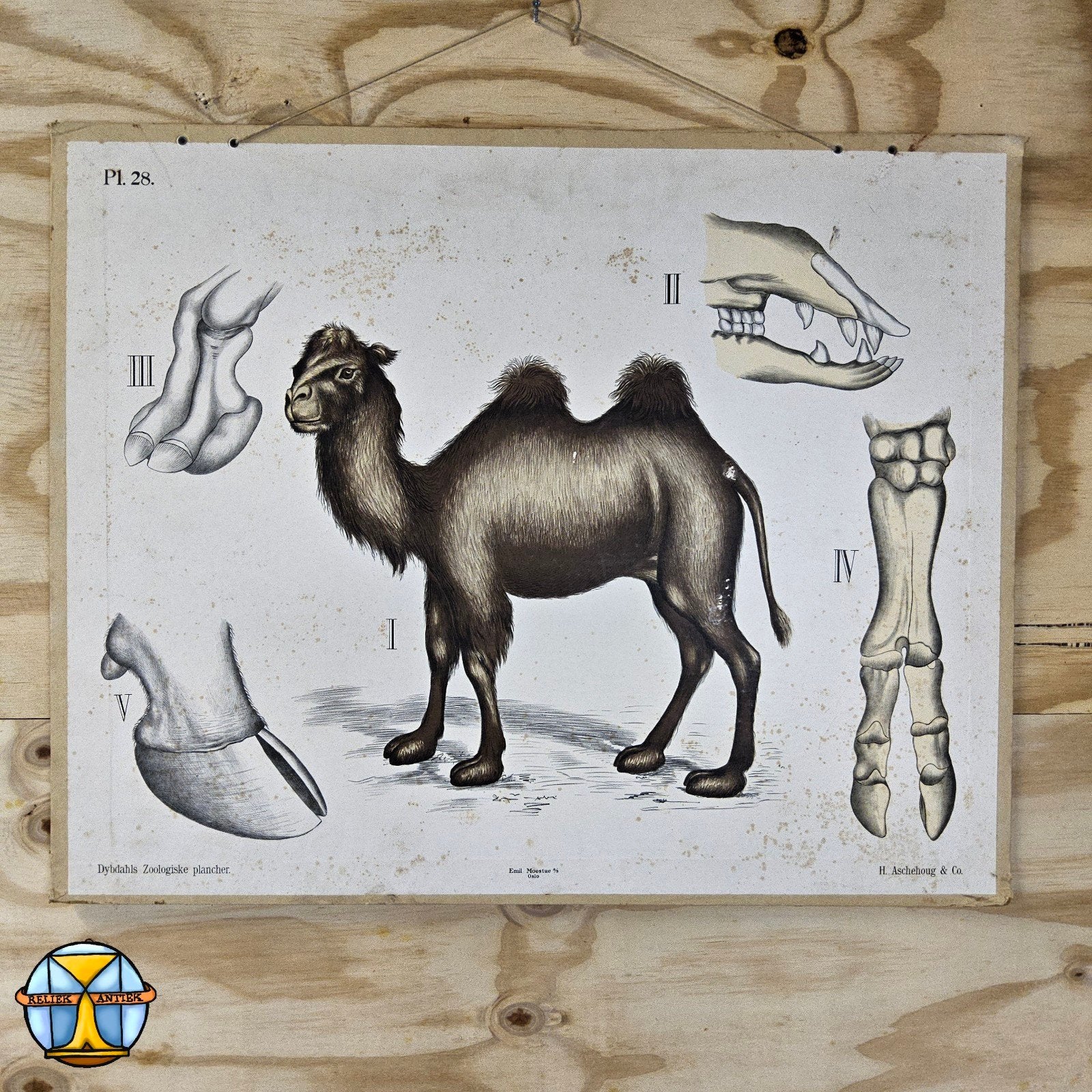 Assiette scolaire vintage camel Emil Moestue a/s Oslo (P1 28, Antiquités & Art, Enlèvement ou Envoi, Nature et Biologie
