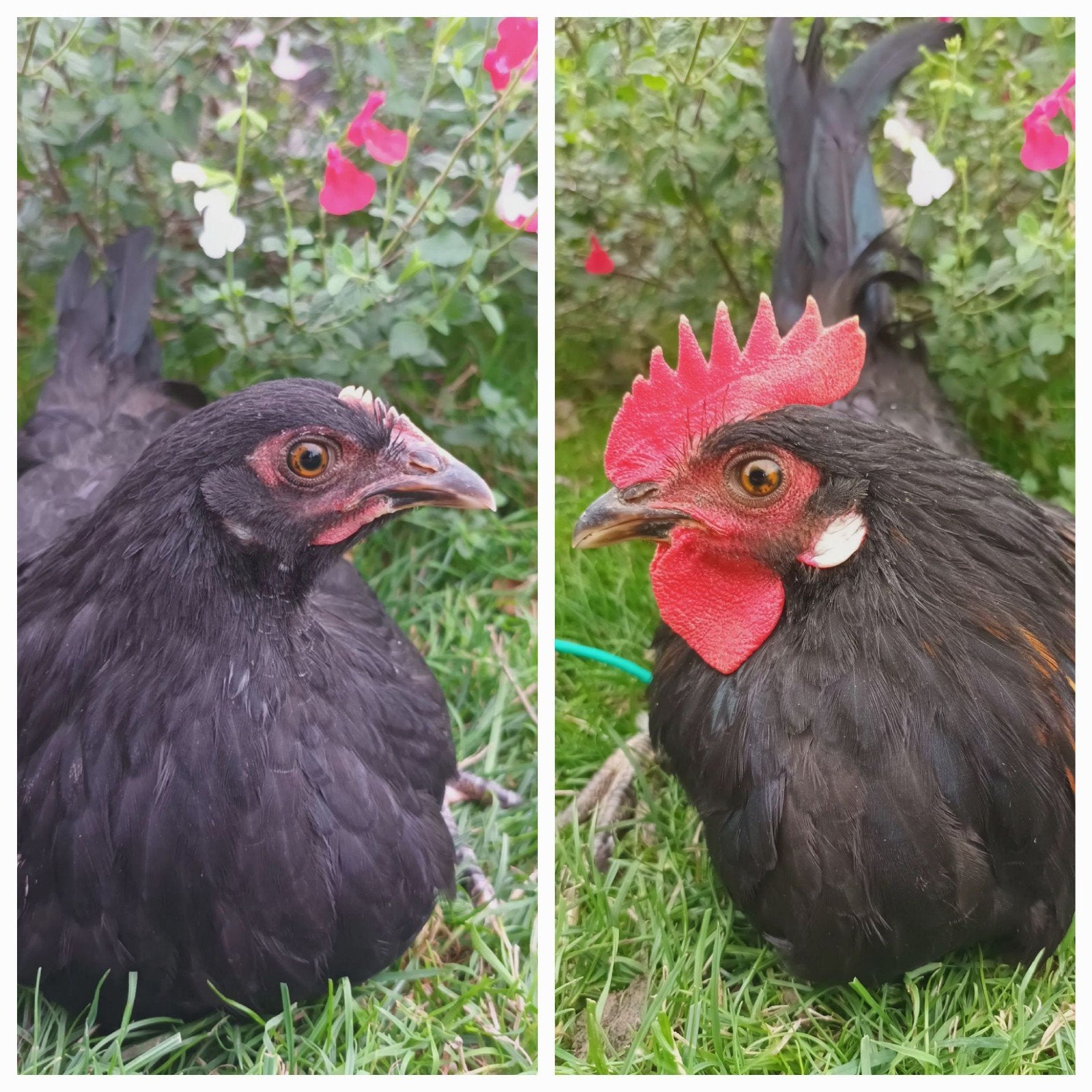 Jonge kippen te koop., Dieren en Toebehoren, Pluimvee, Meerdere dieren, Kip