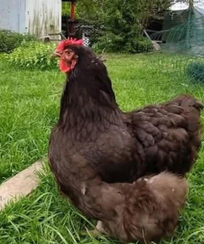 Ik ZOEK choco groot Orpington