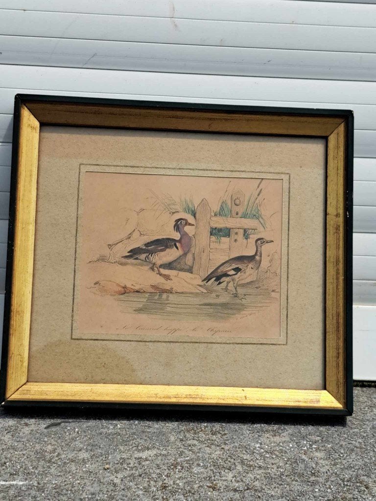 lithographie canard huppe signe e giroux, Ophalen of Verzenden