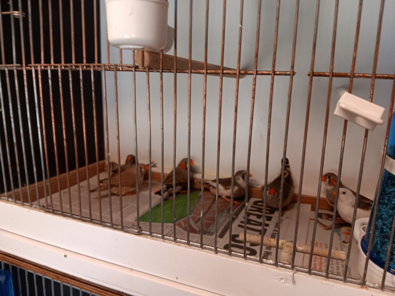 zebravinken, Animaux & Accessoires