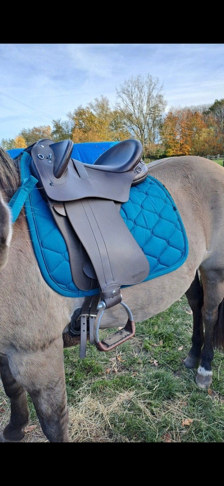 Wintec stock zadel hart medium, Dieren en Toebehoren