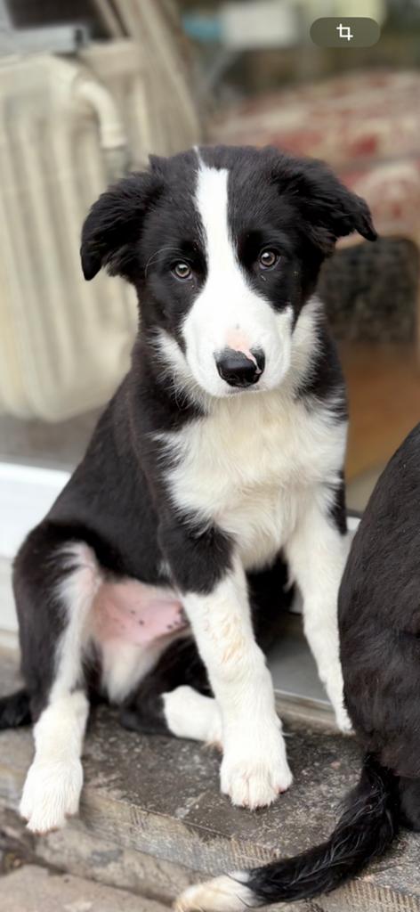 Border Collie, Dieren en Toebehoren, België, Fokker | Hobbymatig, Overige rassen, 8 tot 15 weken