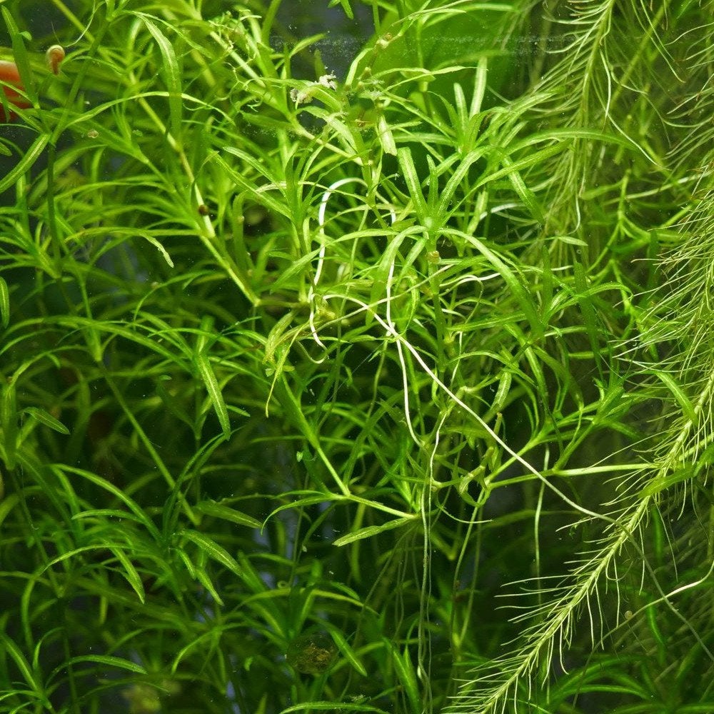 Guppygras /  Najas guadalupensis, Enlèvement