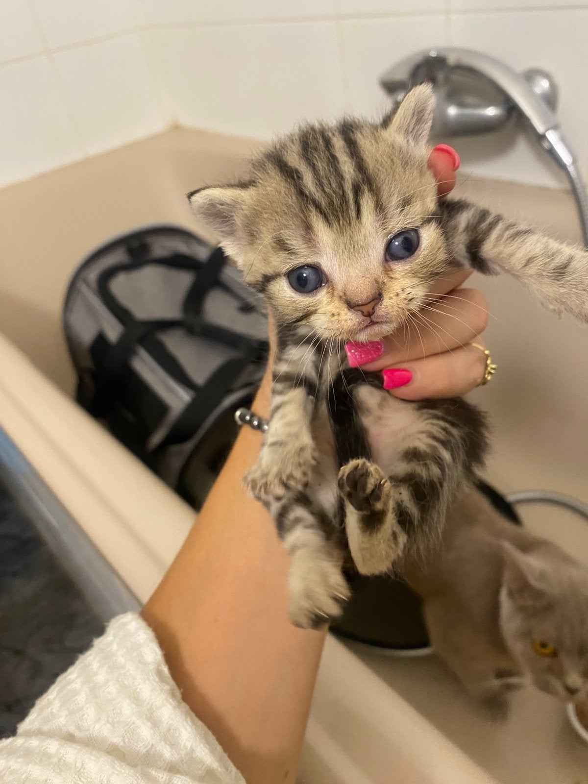 Britse korthaar kittens, Animaux & Accessoires, Chats & Chatons | Chats de race | Poil ras, Plusieurs animaux, Vermifugé, 0 à 2 ans