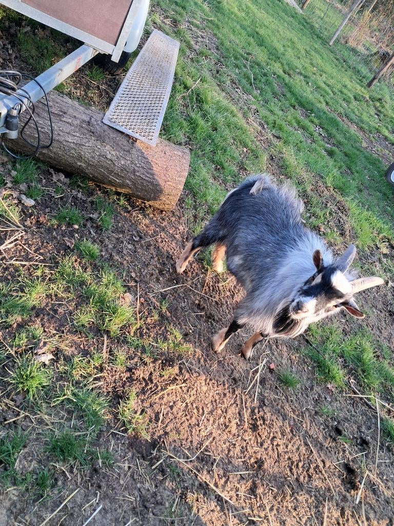 Dekrijpe bok 1j, Dieren en Toebehoren