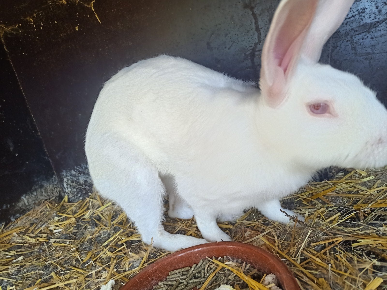 Witte belgisch haaskonijn, Dieren en Toebehoren