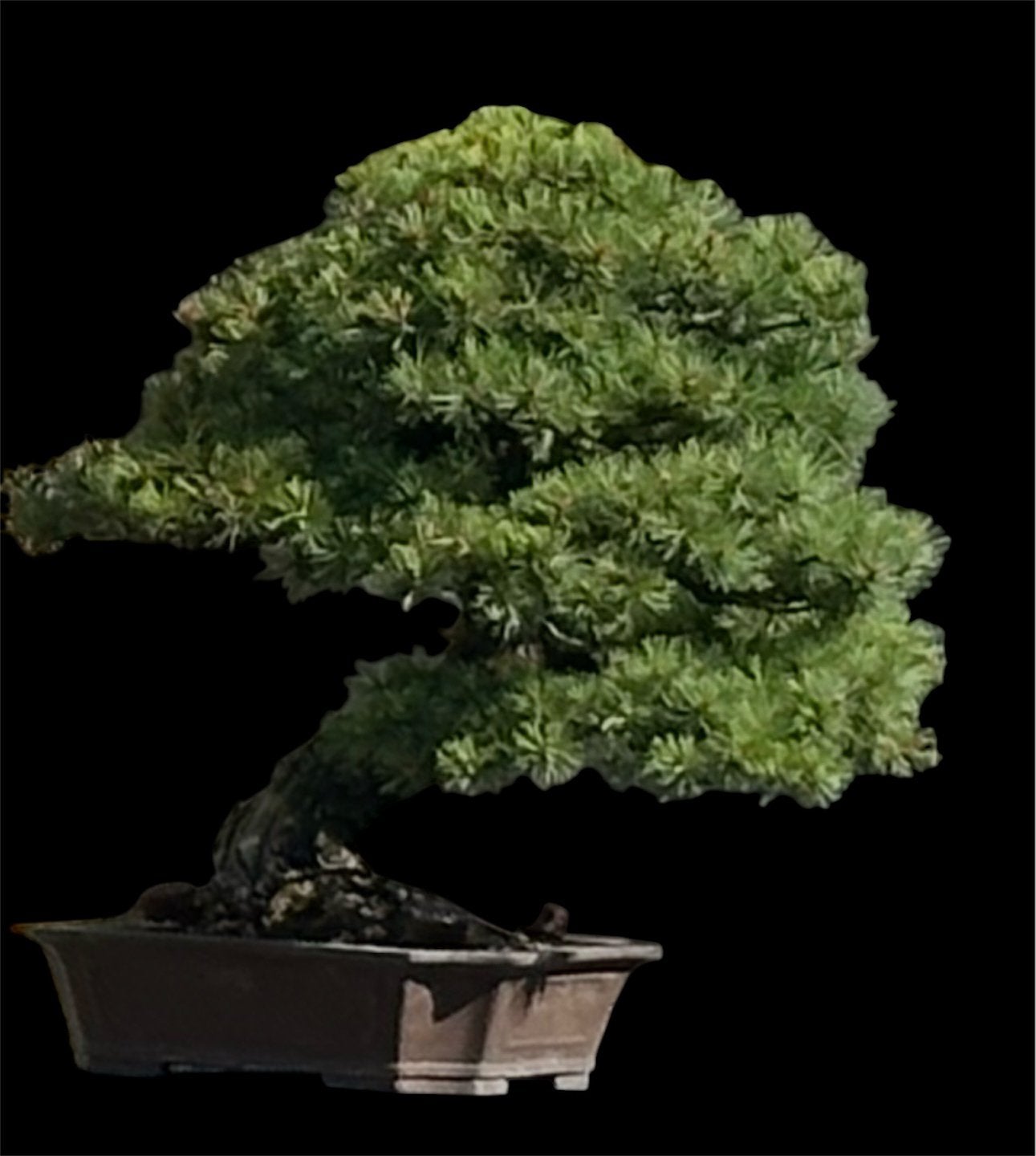Bonsai Pinus Parviflora, Tuin en Terras, Planten | Bomen, Ophalen
