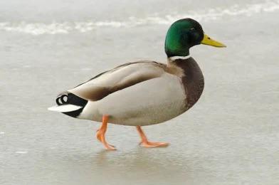 Kuikens eend eigen kweek, Dieren en Toebehoren, Geslacht onbekend