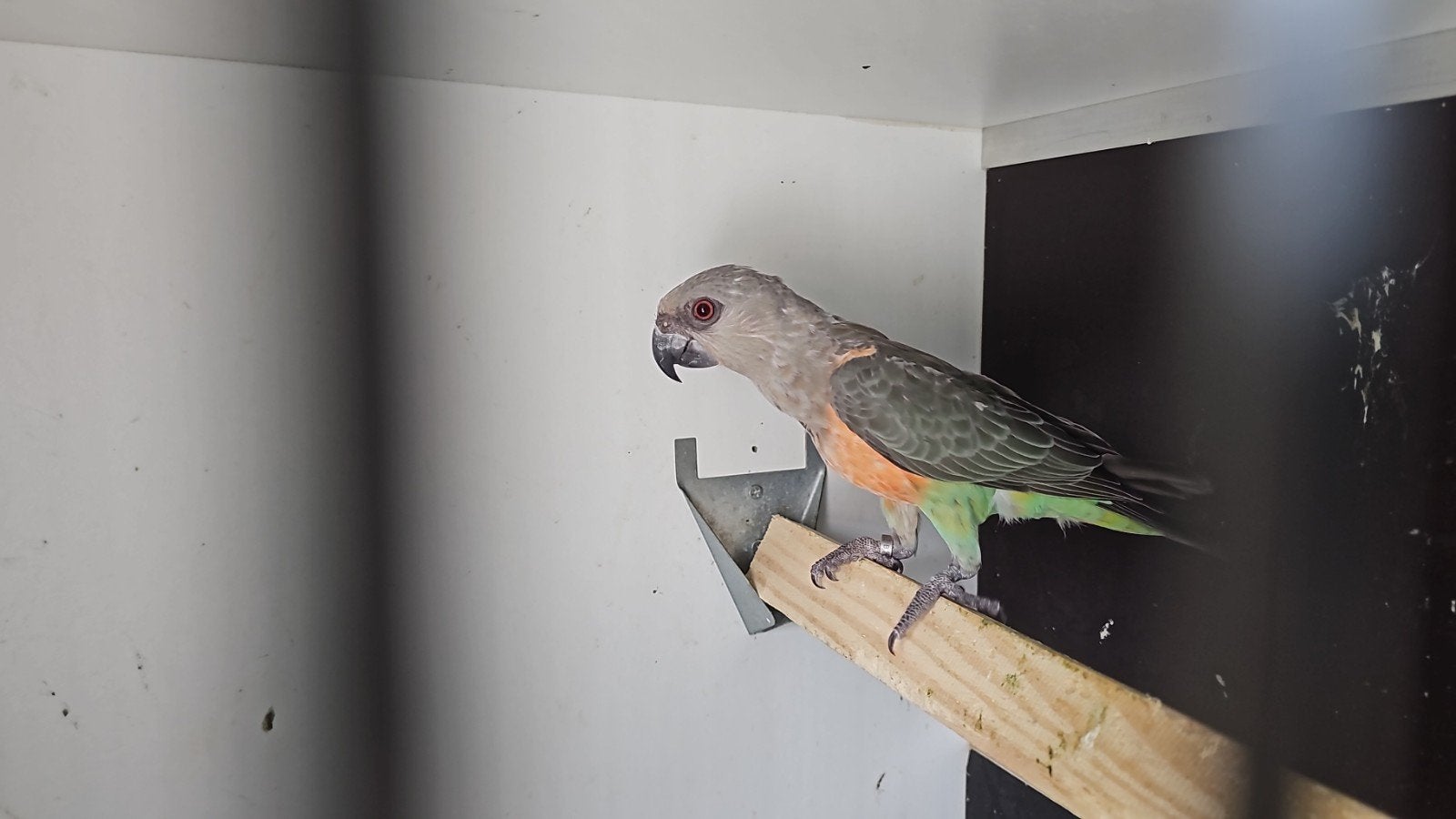 Roodbuikpapegaai, Dieren en Toebehoren, Mannelijk, Papegaai, Tam
