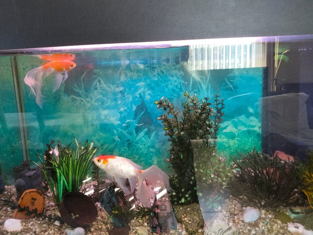 aquarium, Hobby & Loisirs créatifs, Hobby & Loisirs Autre, Enlèvement, Utilisé