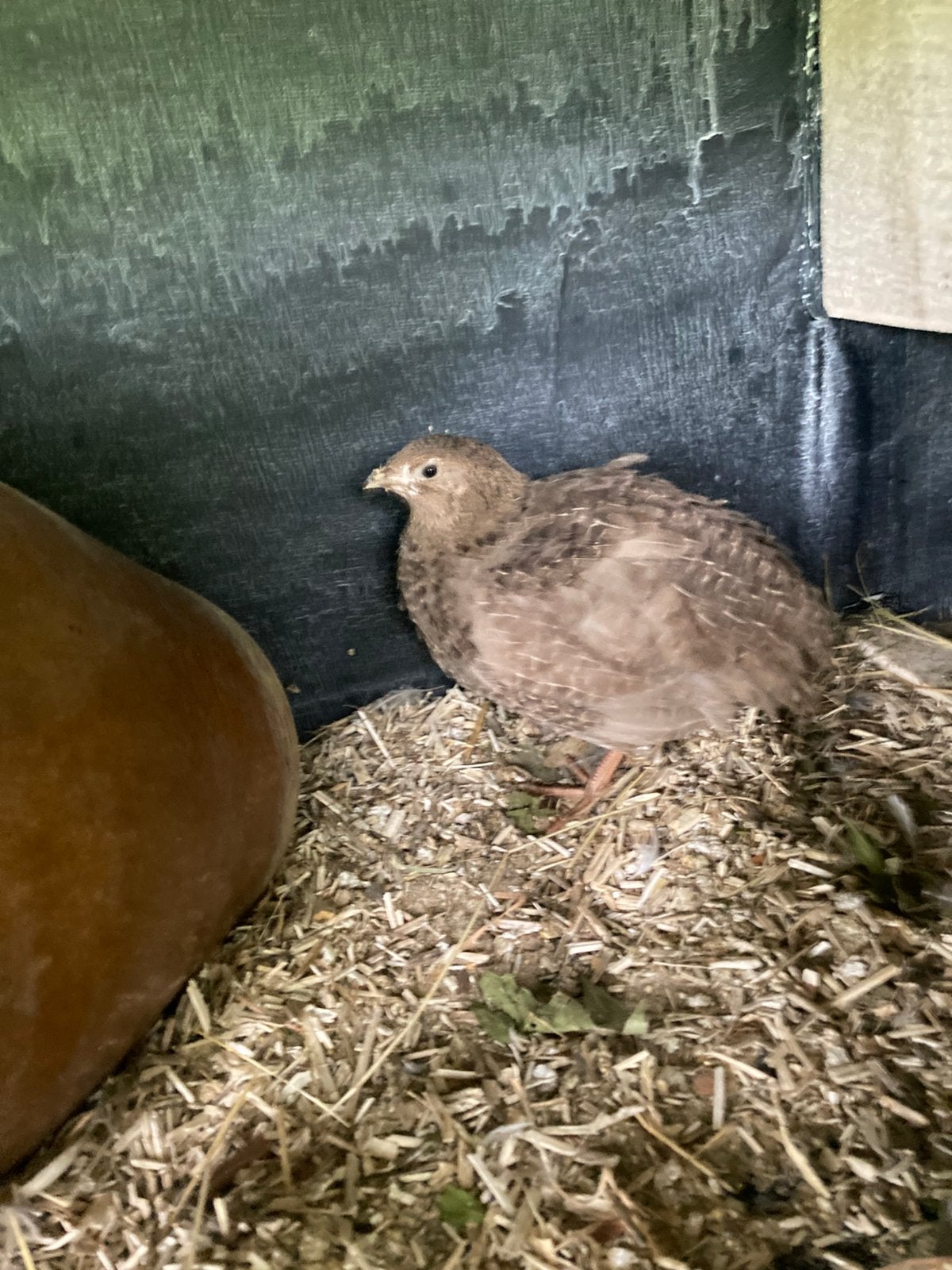 Jumbo vlees kwartels haantjes, hen