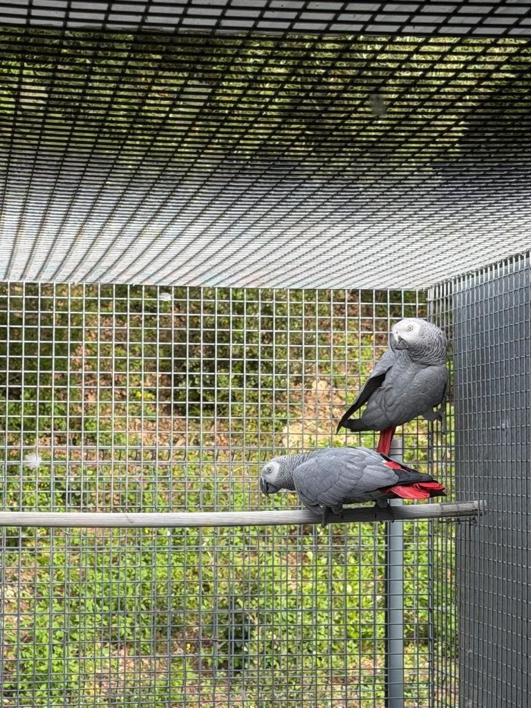 Couple gris du gabon Reproducteur, Plusieurs animaux, Perroquet, Bagué