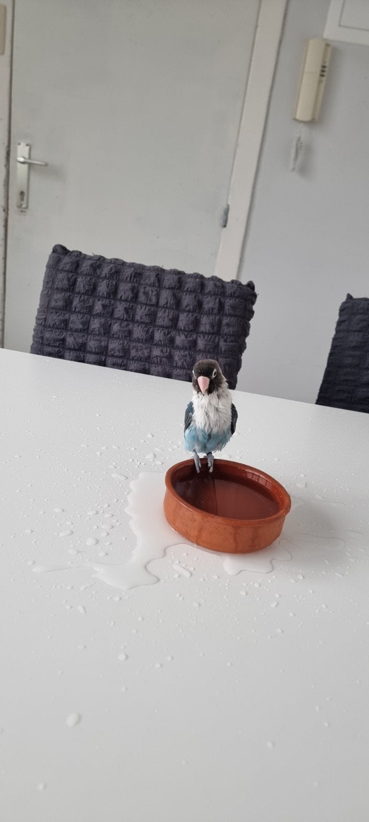 Zeer tamme dwergpapegaai (2 jaar), Ophalen