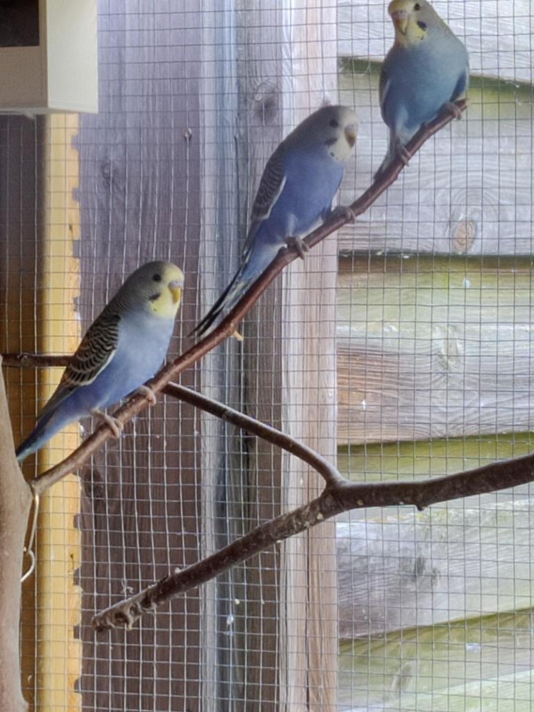 4 jonge grasparkieten